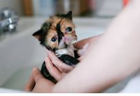 little pup