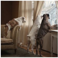 dogs looking out window