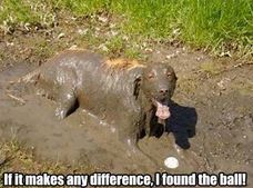muddy dog