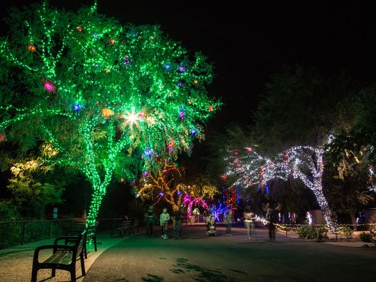walking path lit with lights at the Phoenix Zoo Zoolights