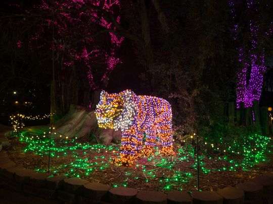 New lion zoo lights