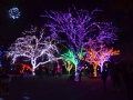 Holiday Light displays at the Phoenix zoo