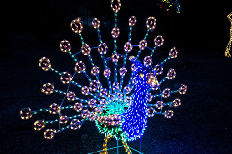 zoolights - lighted peacock