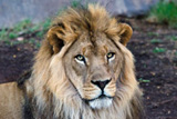 African Lion at the Phoenix Zoo