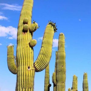 Saguaro cactus Phoenix Az