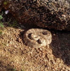 rattle snake on trail