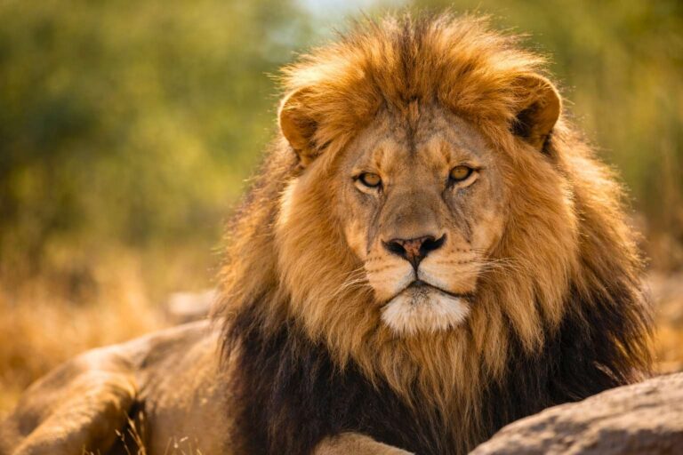 Close-up portrait of an African lion with detailed mane
